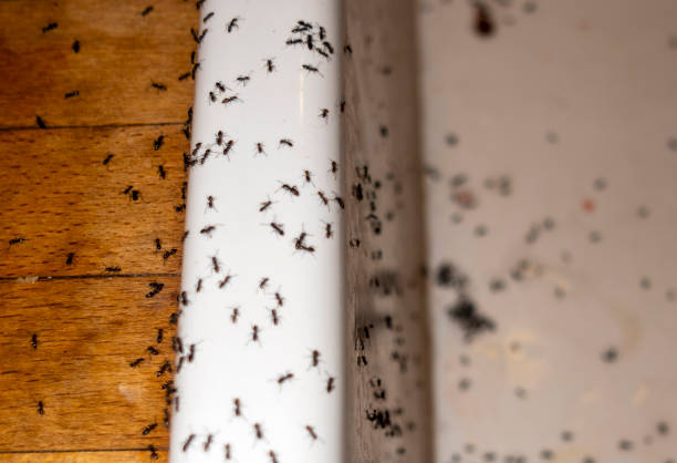 Best Mosquito Control Services  in Winter Haven, FL