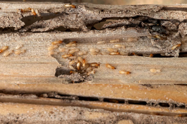 Best Pest Control Treatment  in Winter Haven, FL