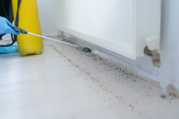 Best Local Pest Control Services  in Winter Haven, FL